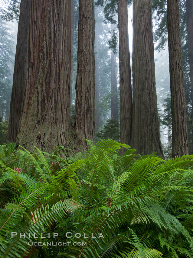 Ferns grow below coastal redwood and Douglas Fir trees, Lady Bird Johnson Grove, Redwood National Park.  The coastal redwood, or simply 'redwood', is the tallest tree on Earth, reaching a height of 379' and living 3500 years or more.  It is native to coastal California and the southwestern corner of Oregon within the United States, but most concentrated in Redwood National and State Parks in Northern California, found close to the coast where moisture and soil conditions can support its unique size and growth requirements. USA, Sequoia sempervirens, natural history stock photograph, photo id 25823