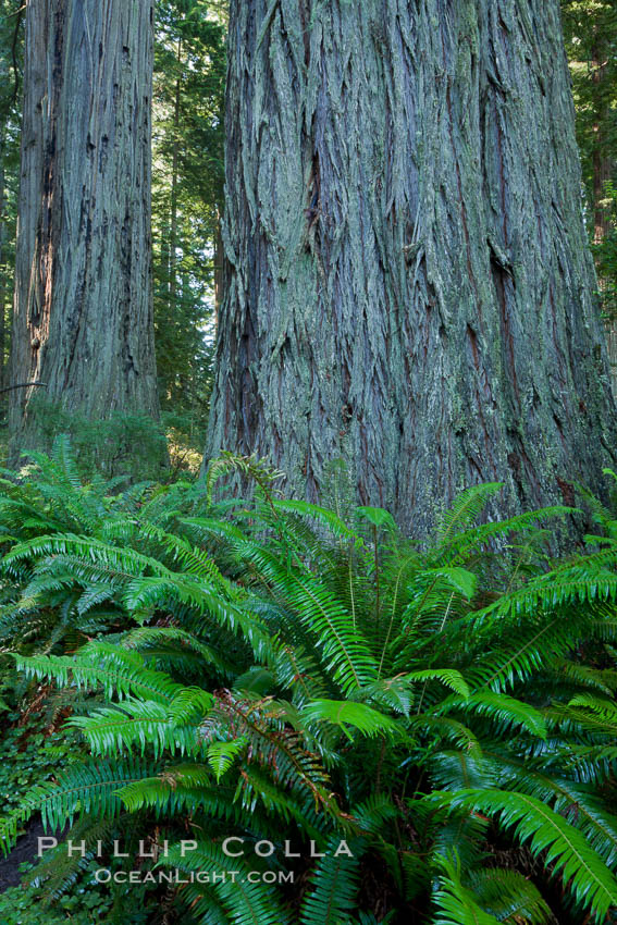 Giant redwood, Lady Bird Johnson Grove, Redwood National Park.  The coastal redwood, or simply 'redwood', is the tallest tree on Earth, reaching a height of 379' and living 3500 years or more.  It is native to coastal California and the southwestern corner of Oregon within the United States, but most concentrated in Redwood National and State Parks in Northern California, found close to the coast where moisture and soil conditions can support its unique size and growth requirements. USA, Sequoia sempervirens, natural history stock photograph, photo id 25827