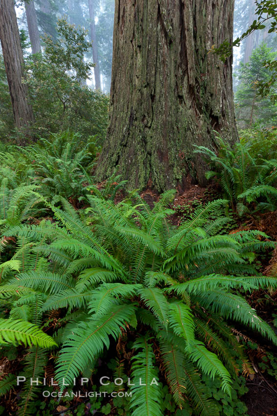 Ferns grow below coastal redwood and Douglas Fir trees, Lady Bird Johnson Grove, Redwood National Park.  The coastal redwood, or simply 'redwood', is the tallest tree on Earth, reaching a height of 379' and living 3500 years or more.  It is native to coastal California and the southwestern corner of Oregon within the United States, but most concentrated in Redwood National and State Parks in Northern California, found close to the coast where moisture and soil conditions can support its unique size and growth requirements. USA, Sequoia sempervirens, natural history stock photograph, photo id 25831