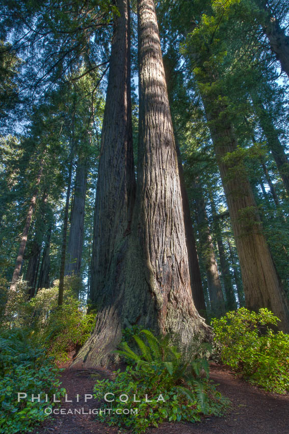Coast redwood trees in Lady Bird Johnson Grove, Redwood National Park.  The coastal redwood, or simply 'redwood', is the tallest tree on Earth, reaching a height of 379' and living 3500 years or more. California, USA, Sequoia sempervirens, natural history stock photograph, photo id 25821