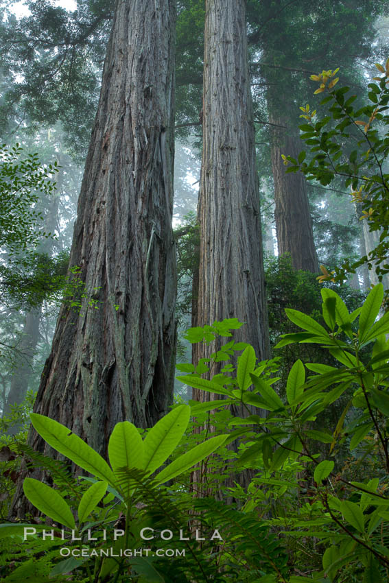 Coast redwood, or simply 'redwood', the tallest tree on Earth, reaching a height of 379' and living 3500 years or more.  It is native to coastal California and the southwestern corner of Oregon within the United States, but most concentrated in Redwood National and State Parks in Northern California, found close to the coast where moisture and soil conditions can support its unique size and growth requirements. Redwood National Park, USA, Sequoia sempervirens, natural history stock photograph, photo id 25825