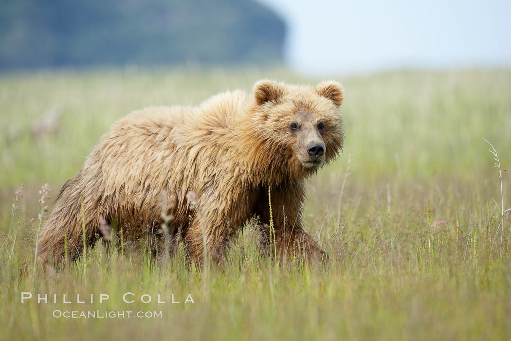 Coastal brown bear cub, one and a half years old, near Johnson River.  This cub will remain with its mother for about another six months, and will be on its own next year. Lake Clark National Park, Alaska, USA, Ursus arctos, natural history stock photograph, photo id 19198