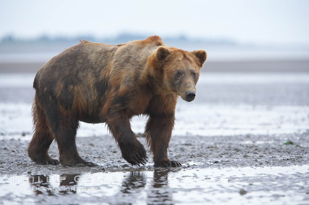 Mature male coastal brown bear boar waits on the tide flats at the mouth of Silver Salmon Creek for salmon to arrive.  Grizzly bear. Lake Clark National Park, Alaska, USA, Ursus arctos, natural history stock photograph, photo id 19202