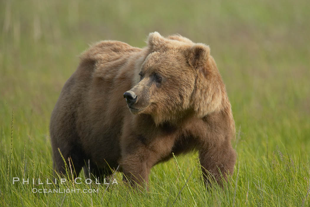 Coastal brown bear in meadow.  The tall sedge grasses in this coastal meadow are a food source for brown bears, who may eat 30 lbs of it each day during summer while waiting for their preferred food, salmon, to arrive in the nearby rivers. Lake Clark National Park, Alaska, USA, Ursus arctos, natural history stock photograph, photo id 19200