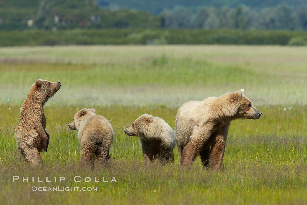 Brown bear mother sow and her three cubs, alert to the approach of another adult brown bear who may be a threat to the cubs. Lake Clark National Park, Alaska, USA, Ursus arctos, natural history stock photograph, photo id 19185