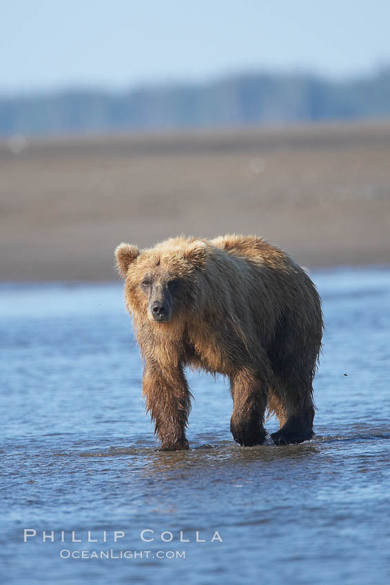 Coastal brown bear forages for salmon returning from the ocean to Silver Salmon Creek.  Grizzly bear. Lake Clark National Park, Alaska, USA, Ursus arctos, natural history stock photograph, photo id 19189
