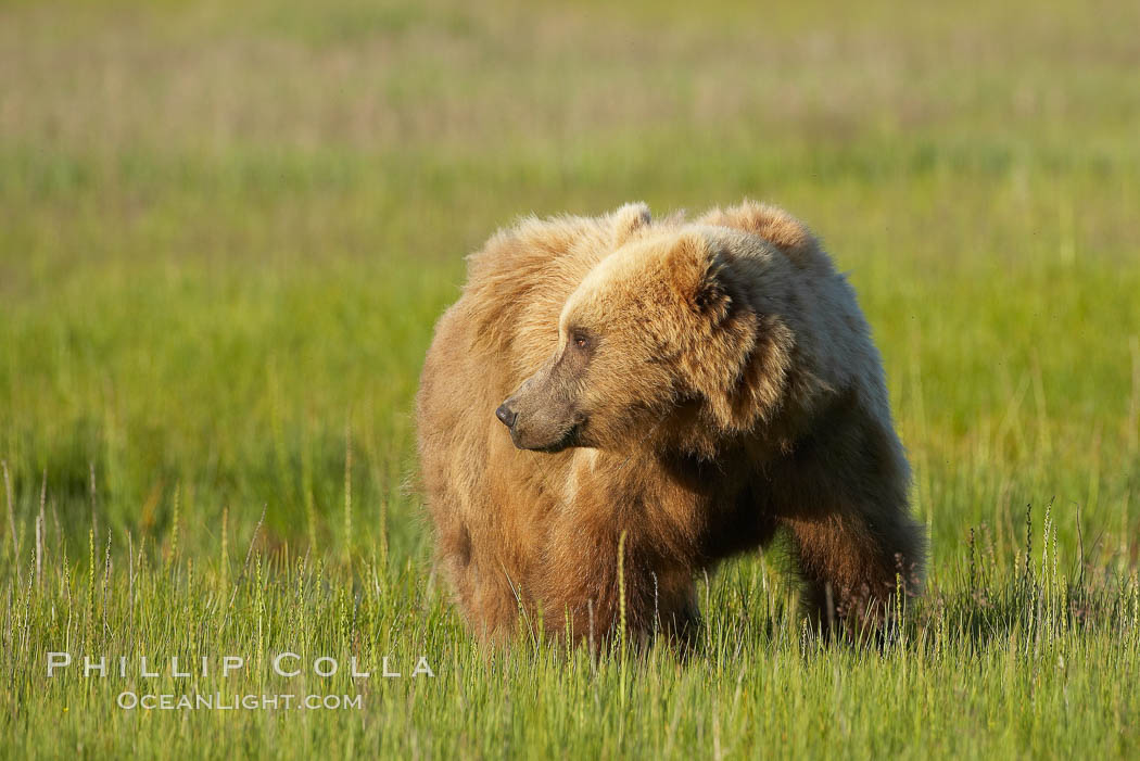 Coastal brown bear in meadow.  The tall sedge grasses in this coastal meadow are a food source for brown bears, who may eat 30 lbs of it each day during summer while waiting for their preferred food, salmon, to arrive in the nearby rivers. Lake Clark National Park, Alaska, USA, Ursus arctos, natural history stock photograph, photo id 19193