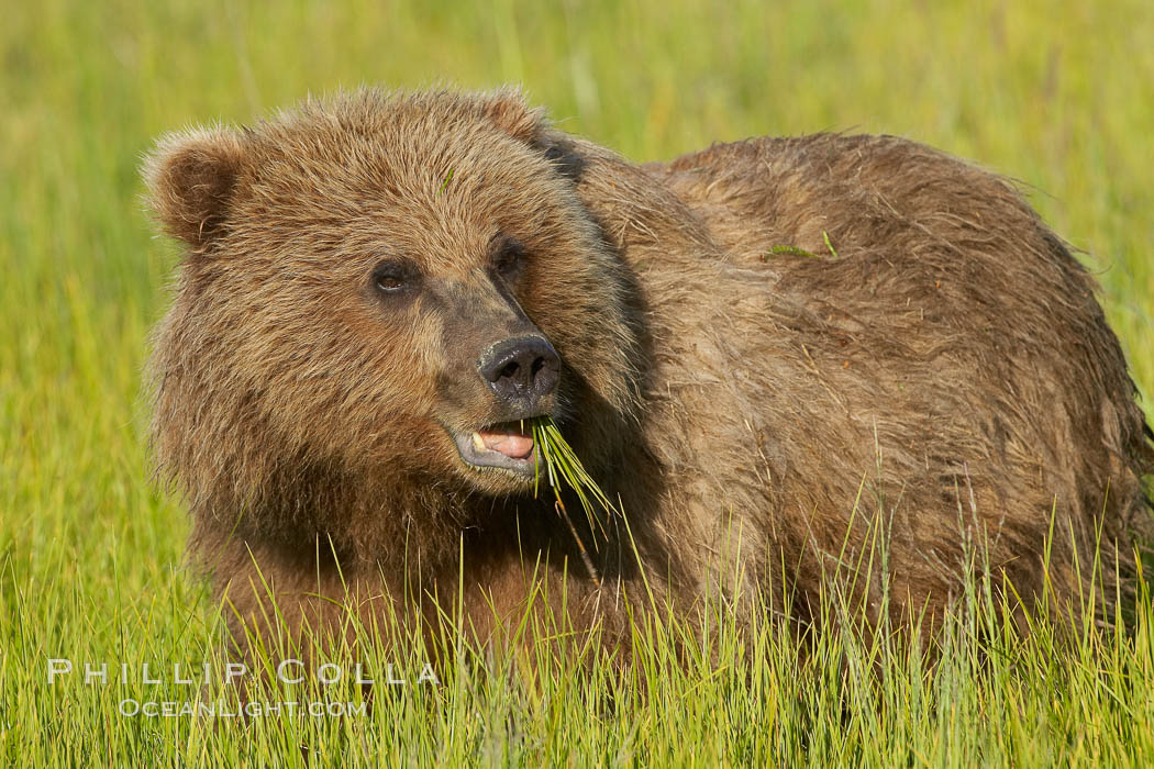 Young brown bear grazes in tall sedge grass.  Brown bears can consume 30 lbs of sedge grass daily, waiting weeks until spawning salmon fill the rivers. Lake Clark National Park, Alaska, USA, Ursus arctos, natural history stock photograph, photo id 19197