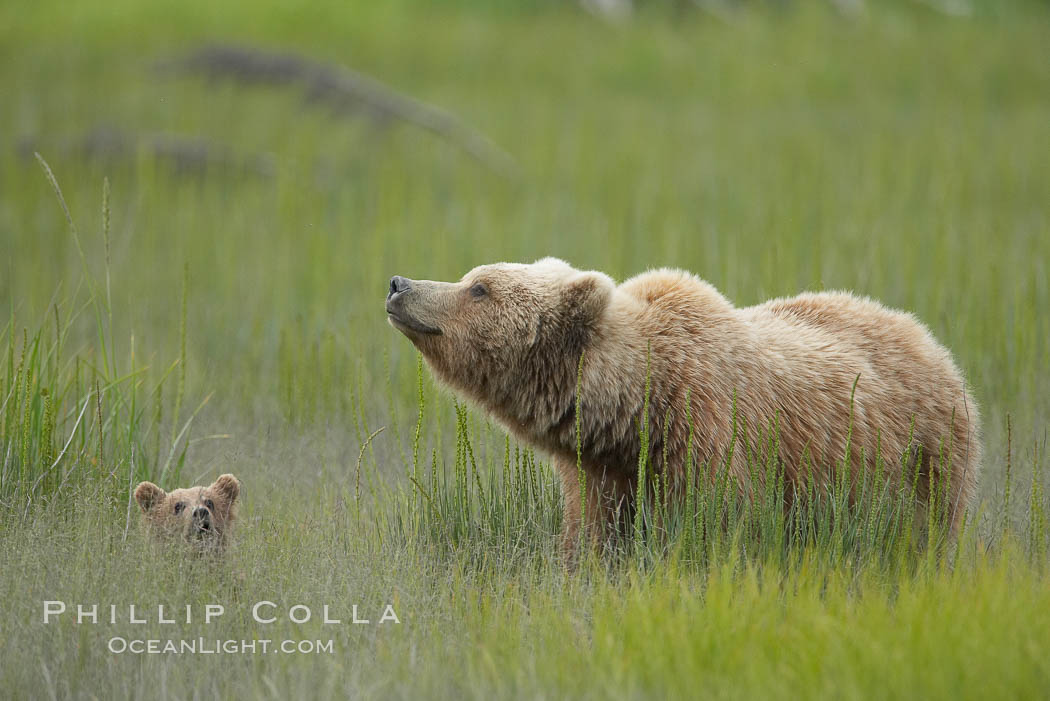 Brown bear female sow with spring cubs.  These three cubs were born earlier in the spring and will remain with their mother for almost two years, relying on her completely for their survival. Lake Clark National Park, Alaska, USA, Ursus arctos, natural history stock photograph, photo id 19205