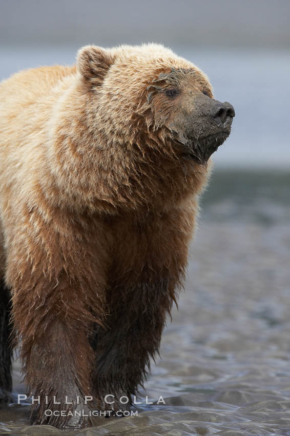 Coastal brown bear on sand flats at low tide. Lake Clark National Park, Alaska, USA, Ursus arctos, natural history stock photograph, photo id 19209