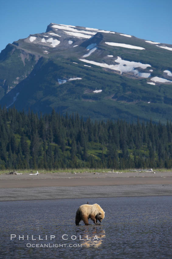 Coastal brown bear. Lake Clark National Park, Alaska, USA, Ursus arctos, natural history stock photograph, photo id 20916