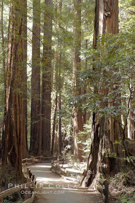 Coastal redwoods and Douglas firs dominate the Muir Woods National Monument north of San Francisco.  Coast redwoods are the worlds tallest living species and second-most massive tree (after the giant Sequoia), reaching 370 ft in height and 22 ft in diameter.  Muir Woods National Monument, Golden Gate National Recreation Area, north of San Francisco. California, USA, Pseudotsuga menziesii, Sequoia sempervirens, natural history stock photograph, photo id 09074