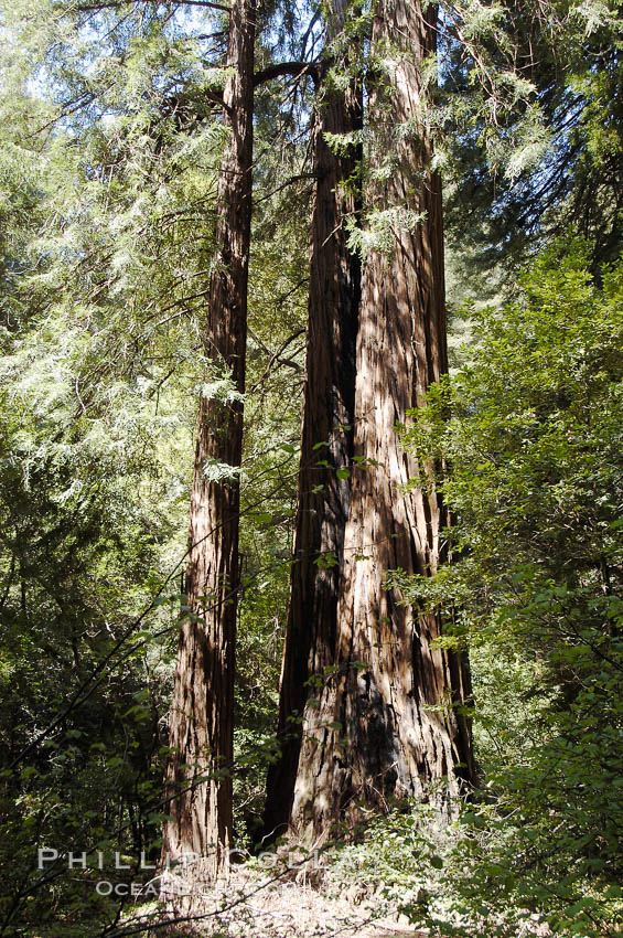 Coastal redwoods and Douglas firs dominate the Muir Woods National Monument north of San Francisco.  Coast redwoods are the worlds tallest living species and second-most massive tree (after the giant Sequoia), reaching 370 ft in height and 22 ft in diameter.  Muir Woods National Monument, Golden Gate National Recreation Area, north of San Francisco. California, USA, Pseudotsuga menziesii, Sequoia sempervirens, natural history stock photograph, photo id 09078