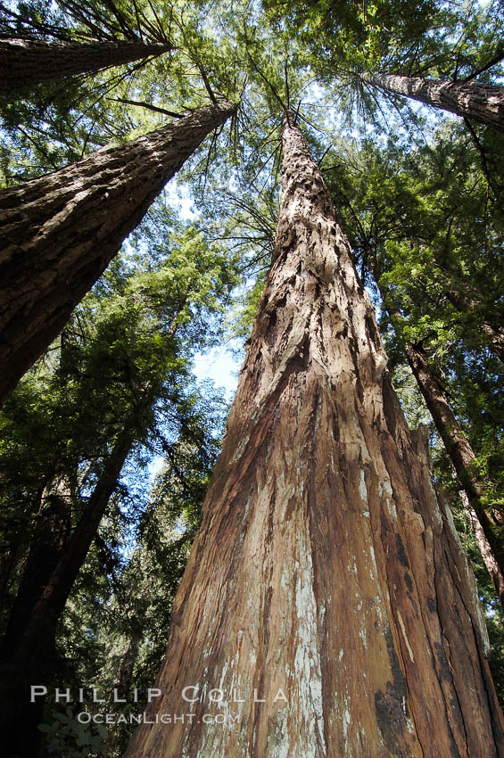 Coastal redwoods and Douglas firs dominate the Muir Woods National Monument north of San Francisco.  Coast redwoods are the worlds tallest living species and second-most massive tree (after the giant Sequoia), reaching 370 ft in height and 22 ft in diameter.  Muir Woods National Monument, Golden Gate National Recreation Area, north of San Francisco. California, USA, Pseudotsuga menziesii, Sequoia sempervirens, natural history stock photograph, photo id 09079