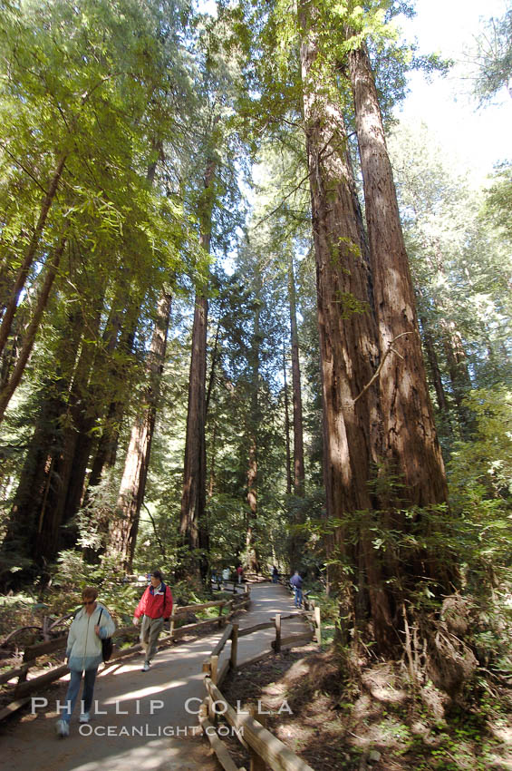 Coastal redwoods and Douglas firs dominate the Muir Woods National Monument north of San Francisco.  Coast redwoods are the worlds tallest living species and second-most massive tree (after the giant Sequoia), reaching 370 ft in height and 22 ft in diameter.  Muir Woods National Monument, Golden Gate National Recreation Area, north of San Francisco. California, USA, Pseudotsuga menziesii, Sequoia sempervirens, natural history stock photograph, photo id 09083