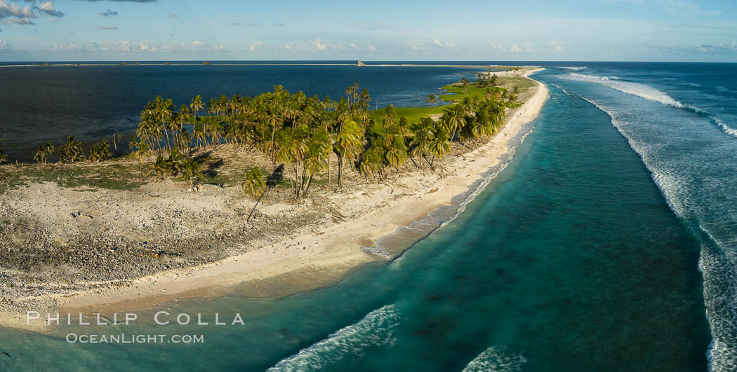 Coconut palm trees on Clipperton Island, aerial photo. Clipperton Island is a spectacular coral atoll in the eastern Pacific. By permit HC / 1485 / CAB (France)., natural history stock photograph, photo id 32844