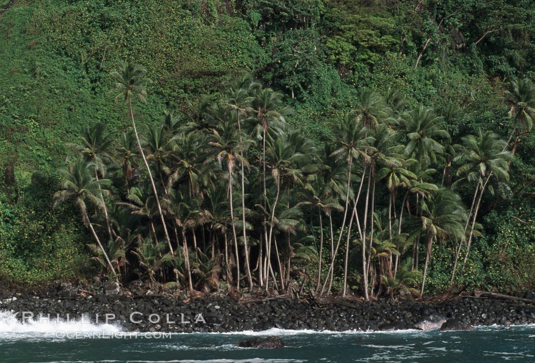 Palm trees on shoreline. Cocos Island, Costa Rica, natural history stock photograph, photo id 05802