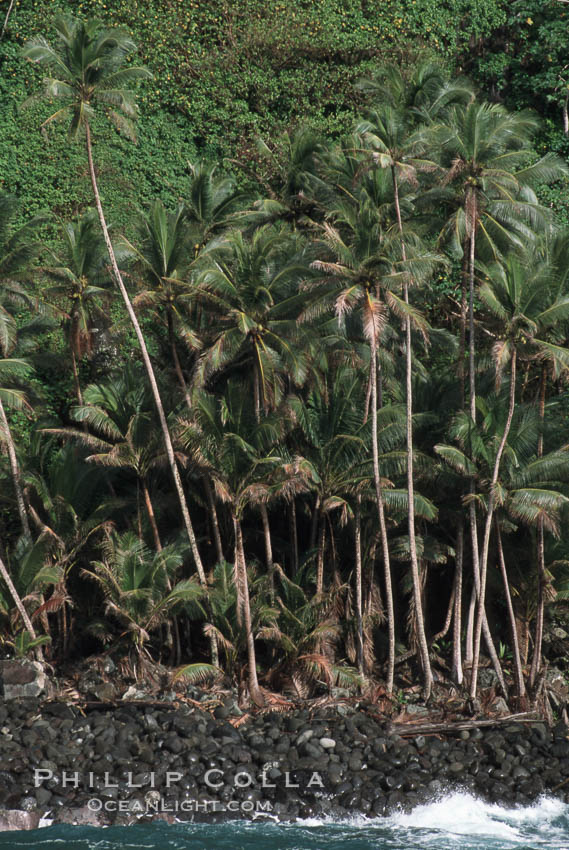 Palm trees on shoreline. Cocos Island, Costa Rica, natural history stock photograph, photo id 05801