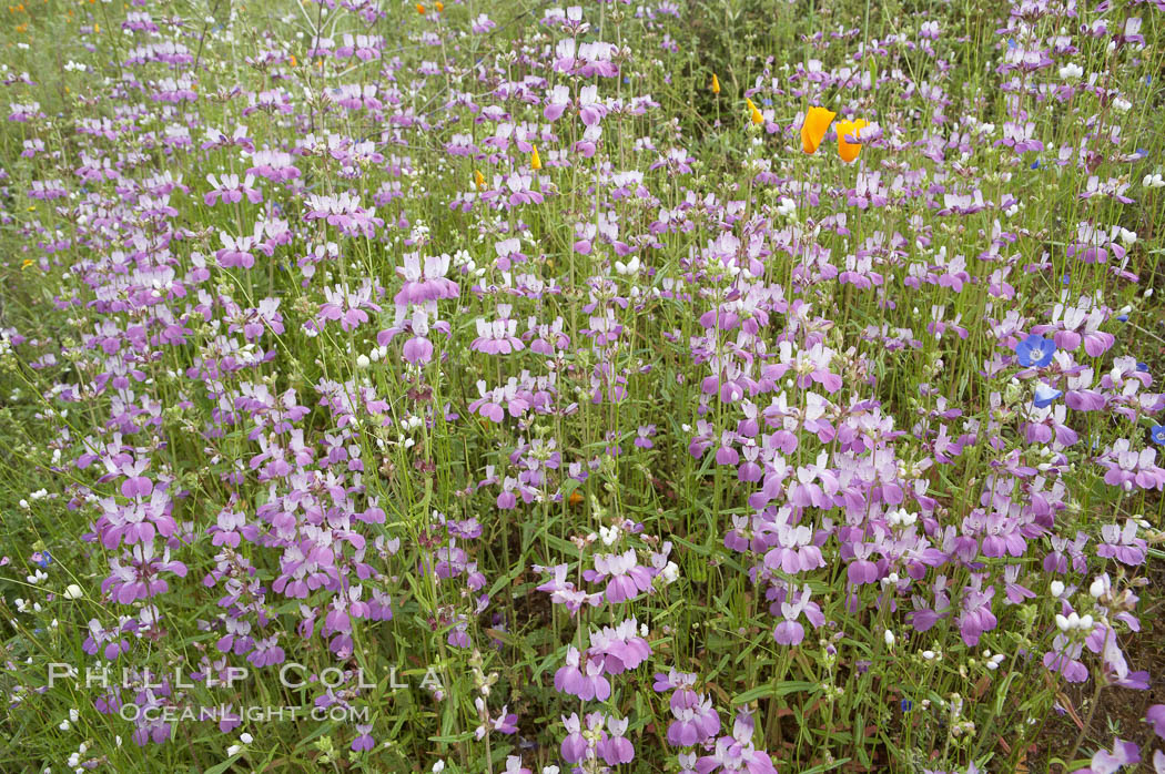 Chinese houses bloom in spring, Lake Elsinore. California, USA, Collinsia heterophylla, natural history stock photograph, photo id 11610