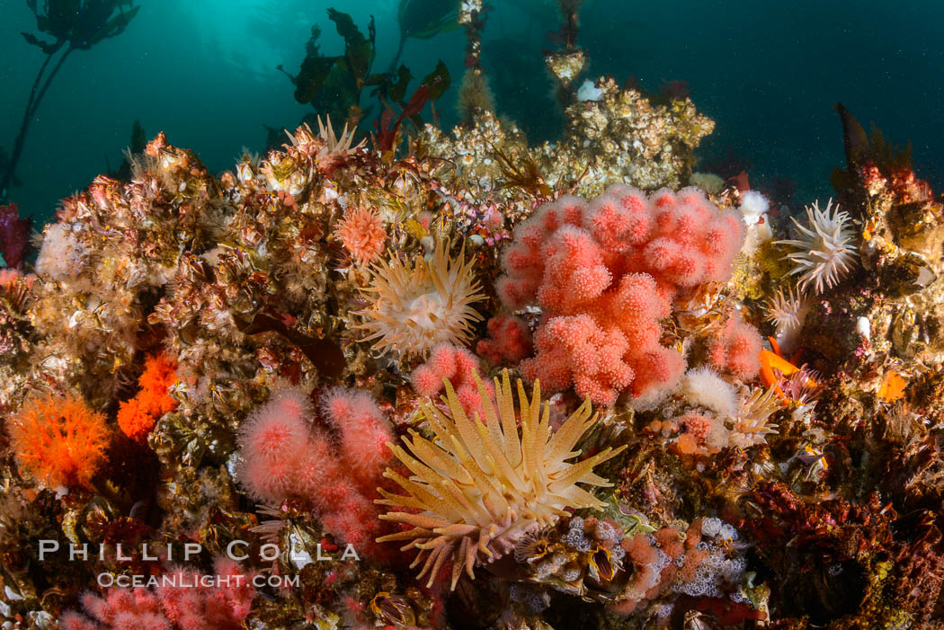 Colorful anemones cover the rocky reef in a kelp forest near Vancouver Island and the Queen Charlotte Strait.  Strong currents bring nutrients to the invertebrate life clinging to the rocks. British Columbia, Canada, Gersemia rubiformis, natural history stock photograph, photo id 34380