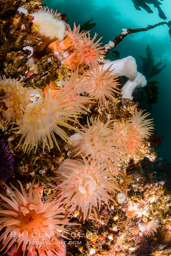 Colorful anemones cover the rocky reef in a kelp forest near Vancouver Island and the Queen Charlotte Strait.  Strong currents bring nutrients to the invertebrate life clinging to the rocks