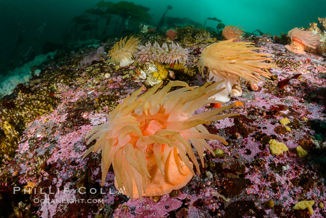 Colorful anemones cover the rocky reef in a kelp forest near Vancouver Island and the Queen Charlotte Strait.  Strong currents bring nutrients to the invertebrate life clinging to the rocks. British Columbia, Canada, natural history stock photograph, photo id 34383