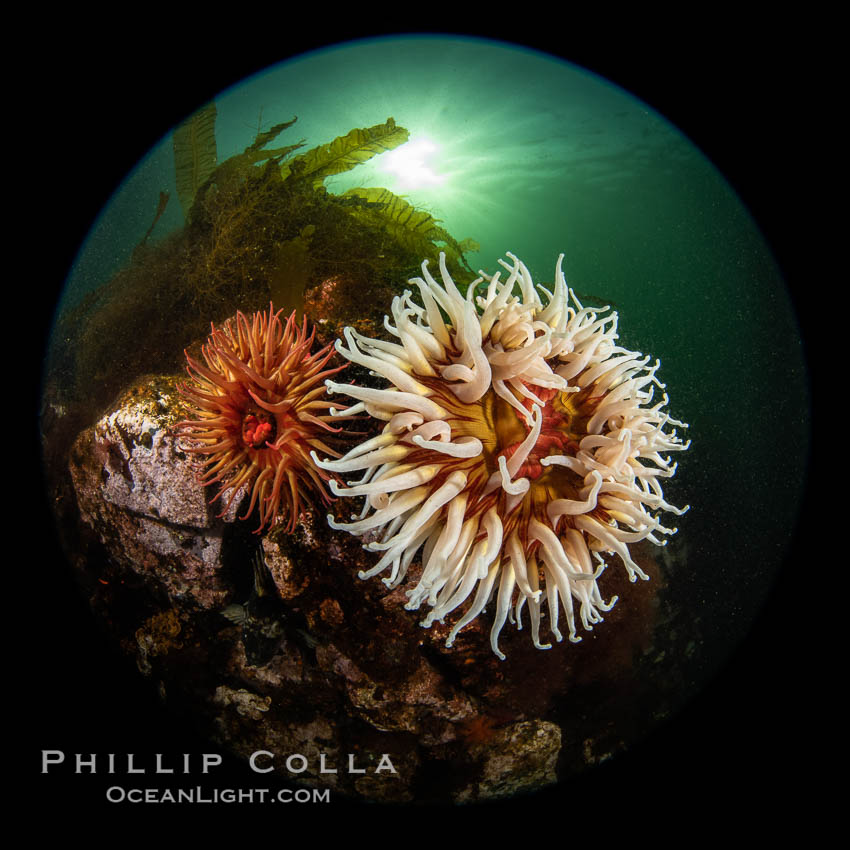 Vancouver Island hosts a profusion of spectacular anemones, on cold water reefs rich with invertebrate life. Browning Pass, Vancouver Island. British Columbia, Canada, natural history stock photograph, photo id 35264
