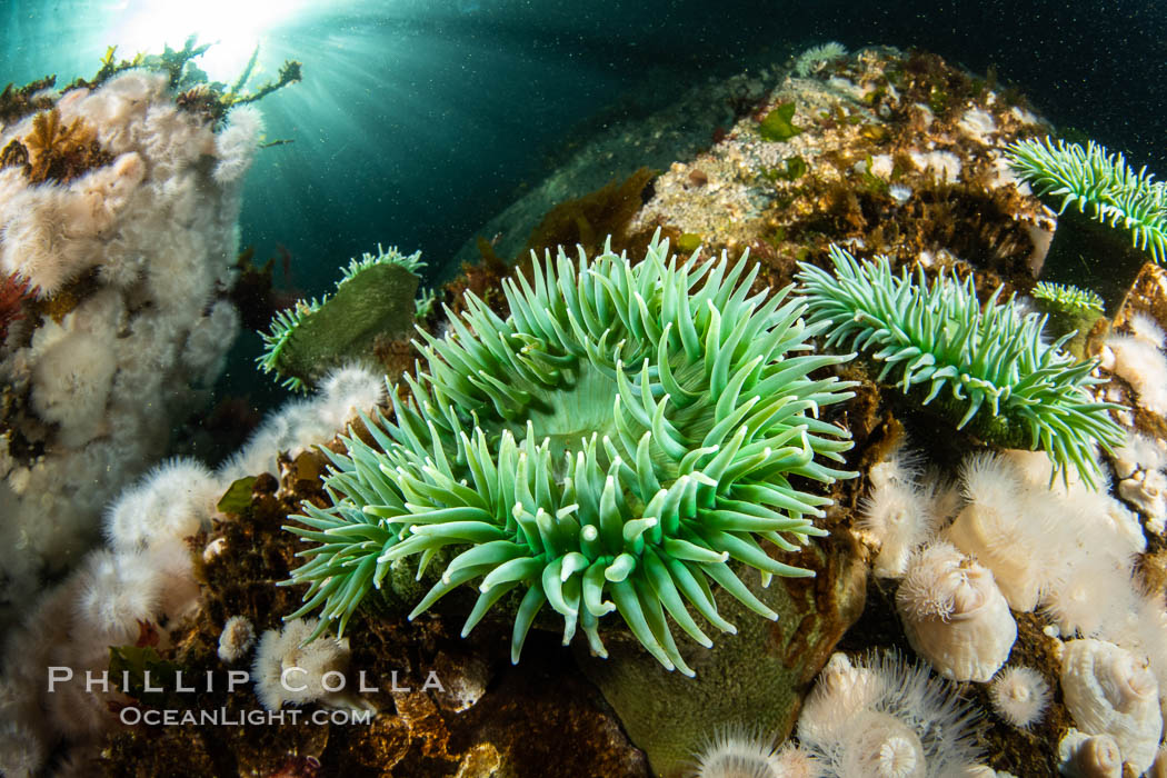 Vancouver Island hosts a profusion of spectacular anemones, on cold water reefs rich with invertebrate life. Browning Pass, Vancouver Island. British Columbia, Canada, natural history stock photograph, photo id 35268