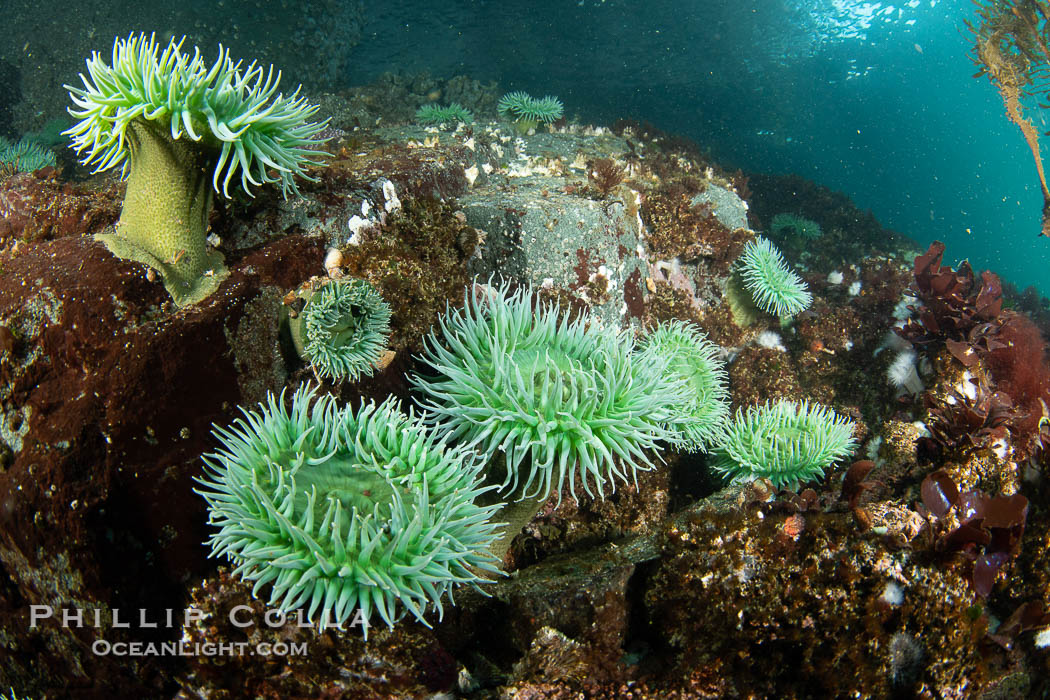 Anemones are found in abundance on a spectacular British Columbia underwater reef, rich with invertebrate life. Browning Pass, Vancouver Island., natural history stock photograph, photo id 35439