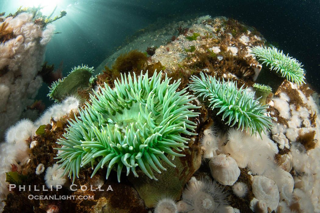 Anemones are found in abundance on a spectacular British Columbia underwater reef, rich with invertebrate life. Browning Pass, Vancouver Island., natural history stock photograph, photo id 35437