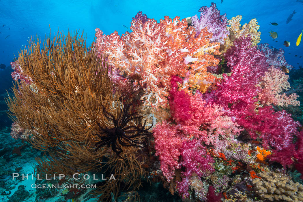 Colorful Dendronephthya Soft Corals and Black Coral, Fiji. Nigali Passage, Gau Island, Lomaiviti Archipelago, Dendronephthya, natural history stock photograph, photo id 31334