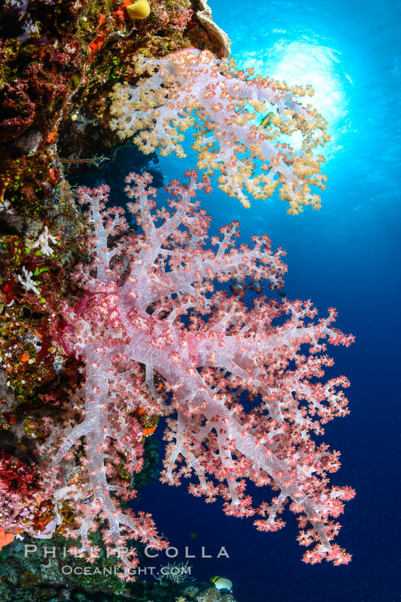 Spectacularly colorful dendronephthya soft corals on South Pacific reef, reaching out into strong ocean currents to capture passing planktonic food, Fiji., Dendronephthya, natural history stock photograph, photo id 31322