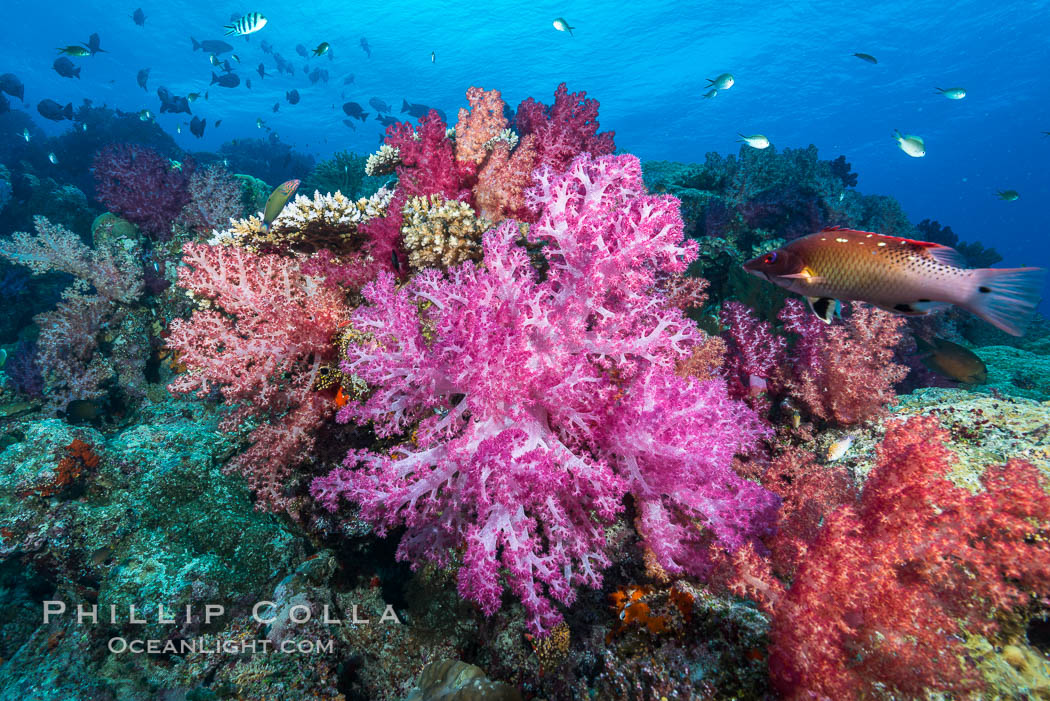 Spectacularly colorful dendronephthya soft corals on South Pacific reef, reaching out into strong ocean currents to capture passing planktonic food, Fiji. Nigali Passage, Gau Island, Lomaiviti Archipelago, Dendronephthya, natural history stock photograph, photo id 31382