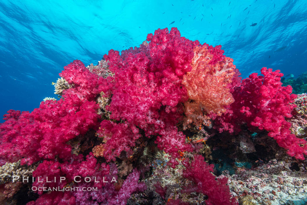 Spectacularly colorful dendronephthya soft corals on South Pacific reef, reaching out into strong ocean currents to capture passing planktonic food, Fiji. Nigali Passage, Gau Island, Lomaiviti Archipelago, Dendronephthya, natural history stock photograph, photo id 31730
