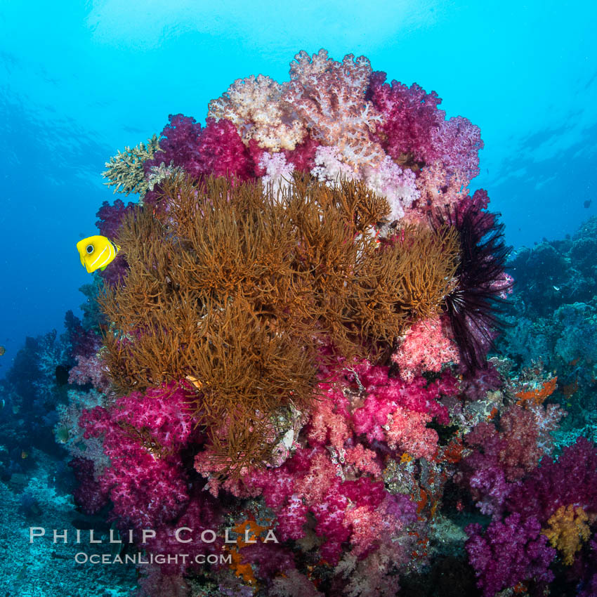 Spectacularly colorful dendronephthya soft corals on South Pacific reef, reaching out into strong ocean currents to capture passing planktonic food, Fiji. Nigali Passage, Gau Island, Lomaiviti Archipelago, Dendronephthya, natural history stock photograph, photo id 34954