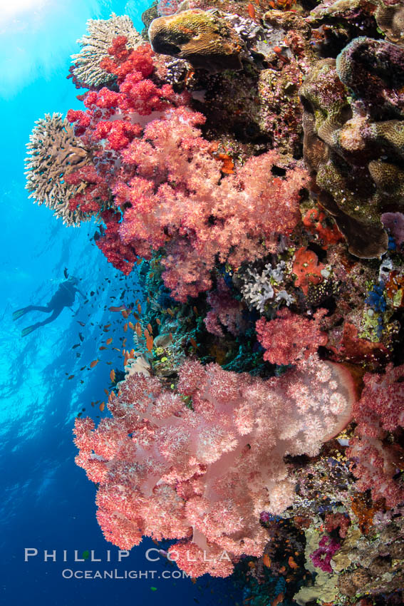 Vibrant displays of color among dendronephthya soft corals on South Pacific reef, reaching out into strong ocean currents to capture passing planktonic food, Fiji. Vatu I Ra Passage, Bligh Waters, Viti Levu Island, Dendronephthya, natural history stock photograph, photo id 34978