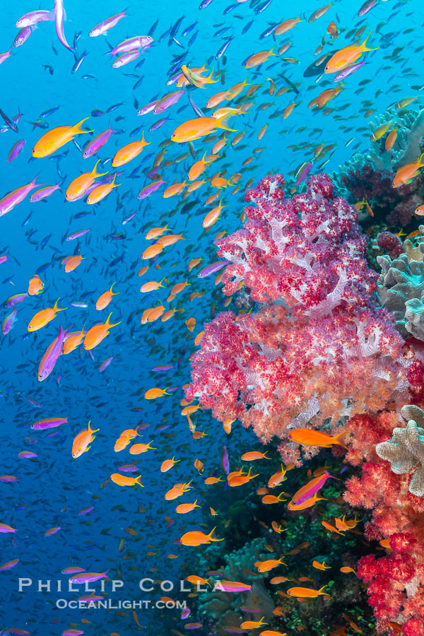 Spectacularly colorful dendronephthya soft corals on South Pacific reef, reaching out into strong ocean currents to capture passing planktonic food, Fiji., Dendronephthya, natural history stock photograph, photo id 34986