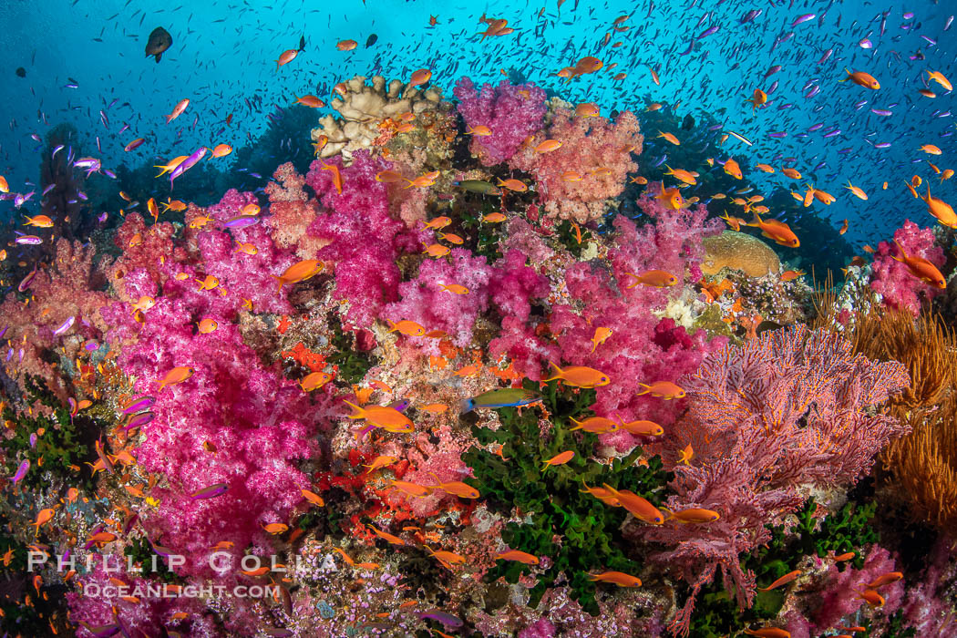 Vibrant displays of color among dendronephthya soft corals on South Pacific reef, reaching out into strong ocean currents to capture passing planktonic food, Fiji., Dendronephthya, natural history stock photograph, photo id 35042