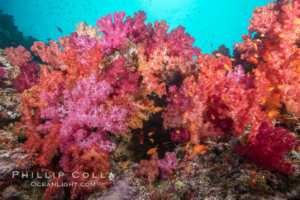 Spectacularly colorful dendronephthya soft corals on South Pacific reef, reaching out into strong ocean currents to capture passing planktonic food, Fiji. Gau Island, Lomaiviti Archipelago, Dendronephthya, natural history stock photograph, photo id 31380