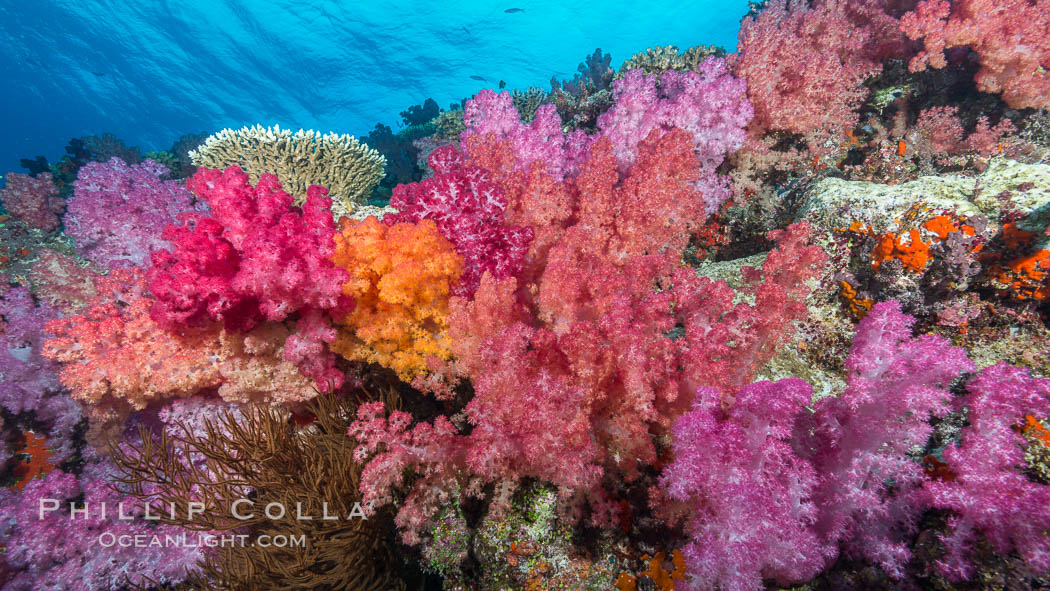 Spectacularly colorful dendronephthya soft corals on South Pacific reef, reaching out into strong ocean currents to capture passing planktonic food, Fiji. Nigali Passage, Gau Island, Lomaiviti Archipelago, Dendronephthya, natural history stock photograph, photo id 31532
