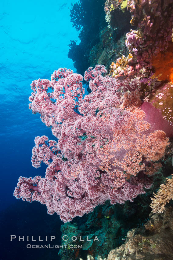 Spectacularly colorful dendronephthya soft corals on South Pacific reef, reaching out into strong ocean currents to capture passing planktonic food, Fiji. Vatu I Ra Passage, Bligh Waters, Viti Levu  Island, Dendronephthya, natural history stock photograph, photo id 31696