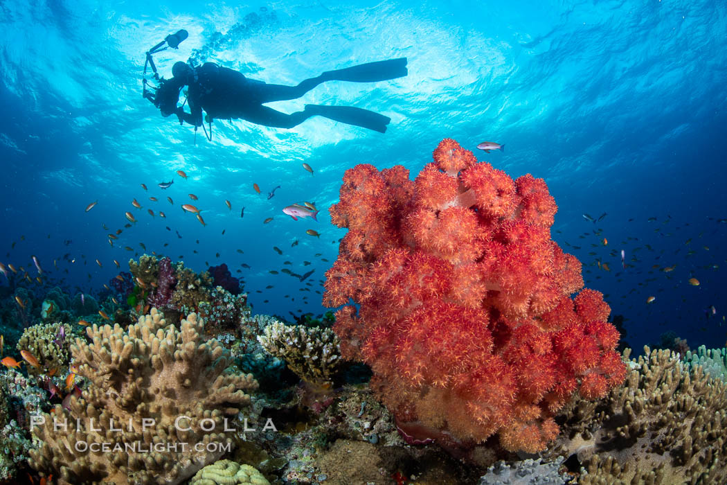 Spectacularly colorful dendronephthya soft corals on South Pacific reef, reaching out into strong ocean currents to capture passing planktonic food, Fiji., Dendronephthya, natural history stock photograph, photo id 34764