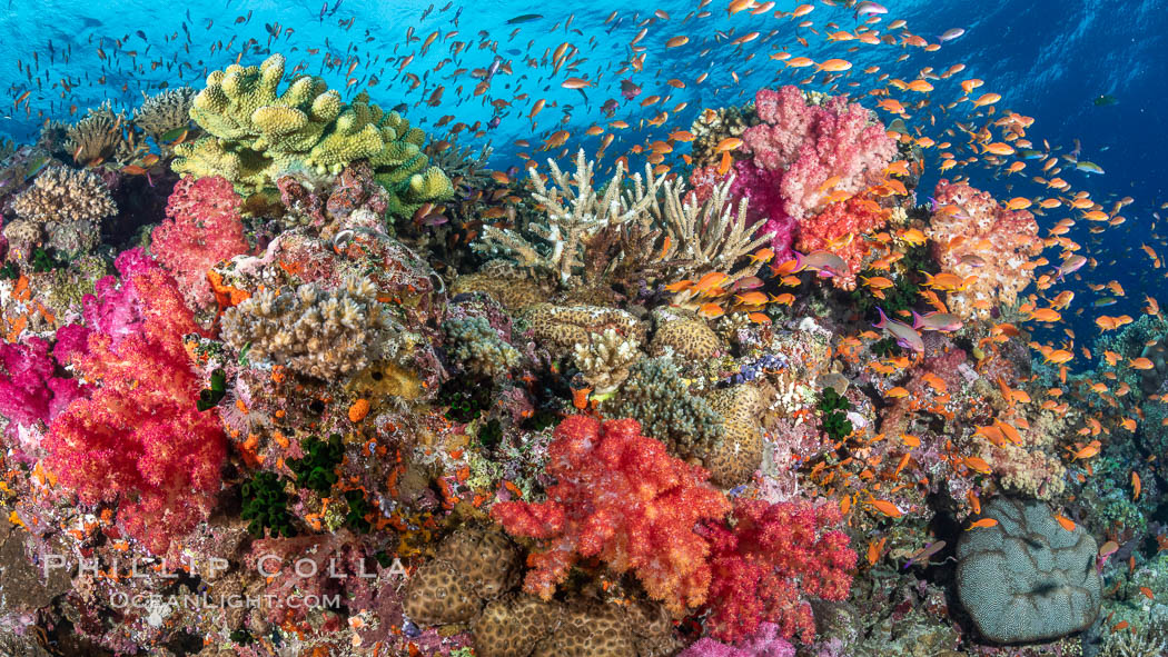 Anthias fishes school over the colorful Fijian coral reef, everything taking advantage of currents that bring planktonic food. Fiji. Bligh Waters, Dendronephthya, Pseudanthias, natural history stock photograph, photo id 34792