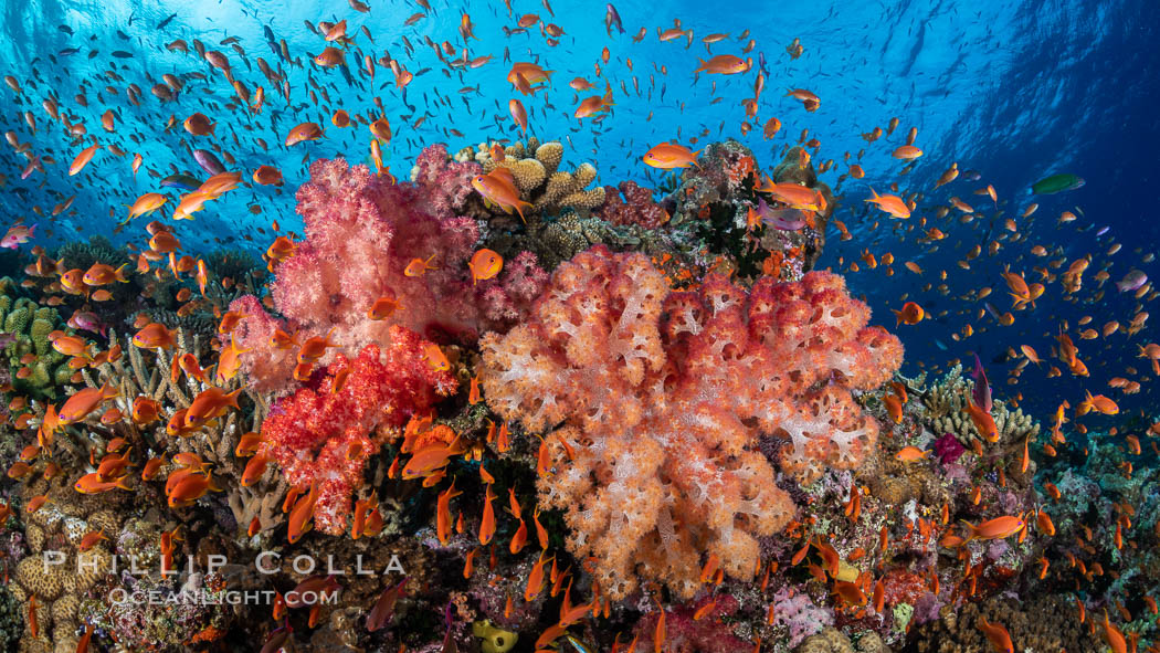 Anthias fishes school over the colorful Fijian coral reef, everything taking advantage of currents that bring planktonic food. Fiji. Bligh Waters, Dendronephthya, Pseudanthias, natural history stock photograph, photo id 34836