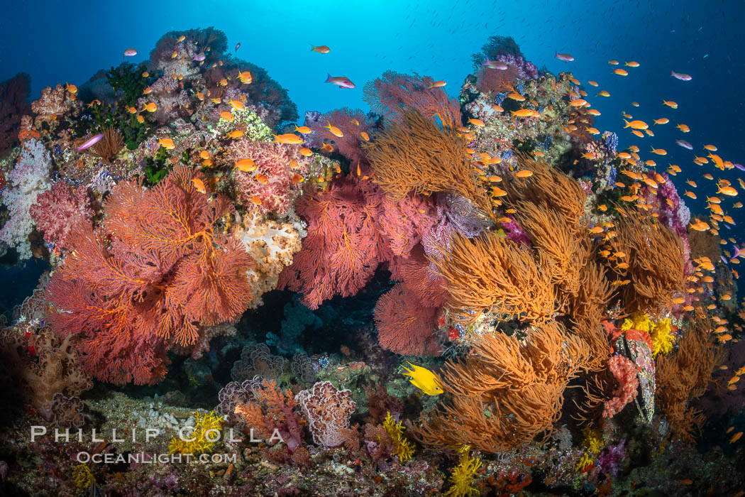 Vibrant displays of color among dendronephthya soft corals on South Pacific reef, reaching out into strong ocean currents to capture passing planktonic food, Fiji. Vatu I Ra Passage, Bligh Waters, Viti Levu Island, Dendronephthya, natural history stock photograph, photo id 34868