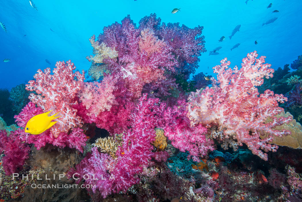 Spectacularly colorful dendronephthya soft corals on South Pacific reef, reaching out into strong ocean currents to capture passing planktonic food, Fiji. Nigali Passage, Gau Island, Lomaiviti Archipelago, Dendronephthya, natural history stock photograph, photo id 31335