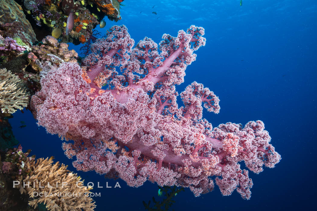 Spectacularly colorful dendronephthya soft corals on South Pacific reef, reaching out into strong ocean currents to capture passing planktonic food, Fiji, Dendronephthya, Vatu I Ra Passage, Bligh Waters, Viti Levu  Island