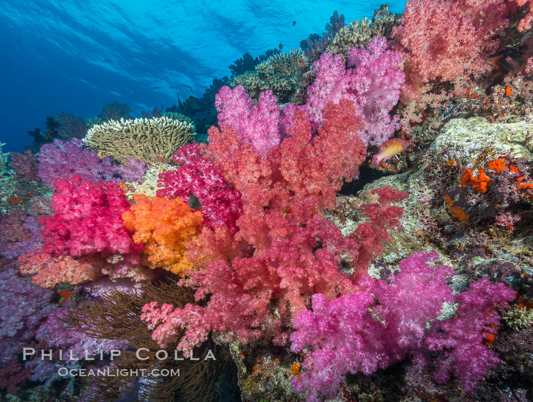 Spectacularly colorful dendronephthya soft corals on South Pacific reef, reaching out into strong ocean currents to capture passing planktonic food, Fiji. Nigali Passage, Gau Island, Lomaiviti Archipelago, Dendronephthya, natural history stock photograph, photo id 31531