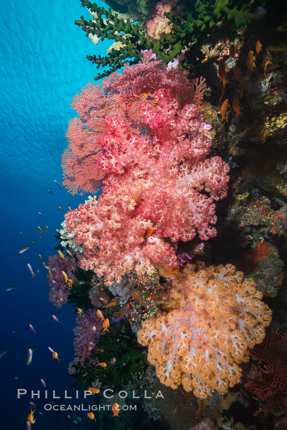Spectacularly colorful dendronephthya soft corals on South Pacific reef, reaching out into strong ocean currents to capture passing planktonic food, Fiji., Dendronephthya, Tubastrea micrantha, natural history stock photograph, photo id 31619