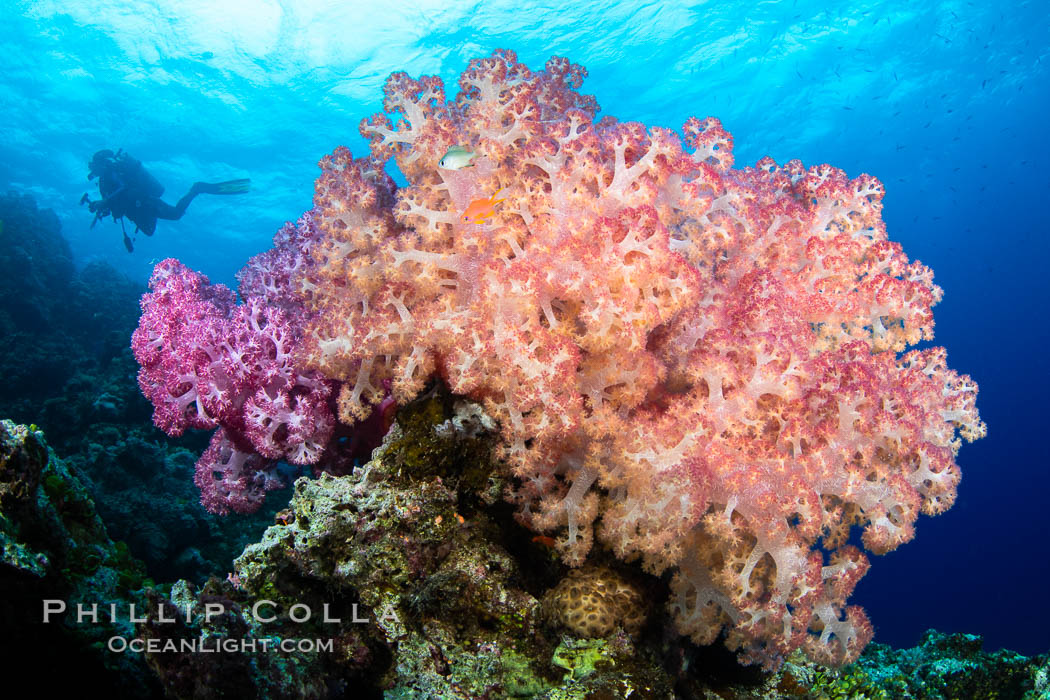 Anthias fishes school over the colorful Fijian coral reef, everything taking advantage of currents that bring planktonic food. Fiji. Vatu I Ra Passage, Bligh Waters, Viti Levu Island, Dendronephthya, Pseudanthias, natural history stock photograph, photo id 34747